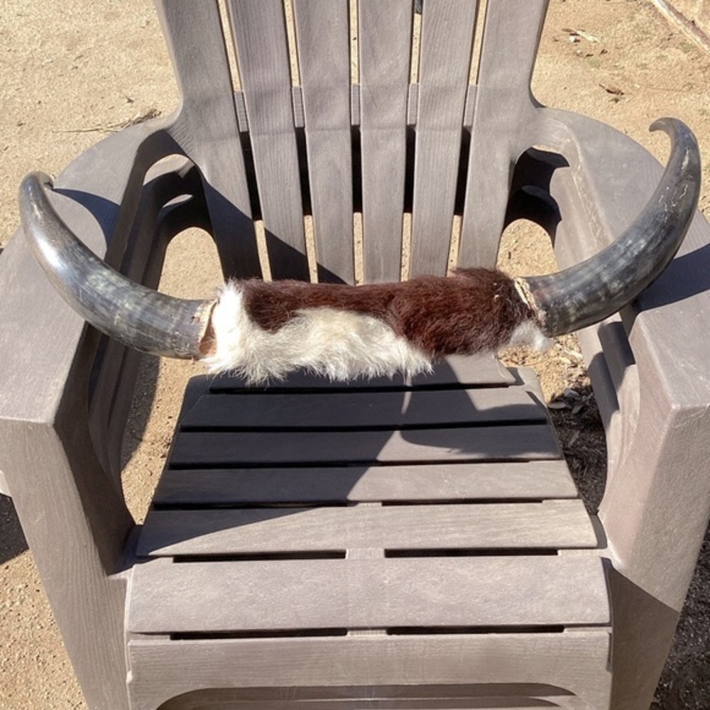 Vintage Rustic Medium Bull Steer Horns Unmounted w/ Cow Hair